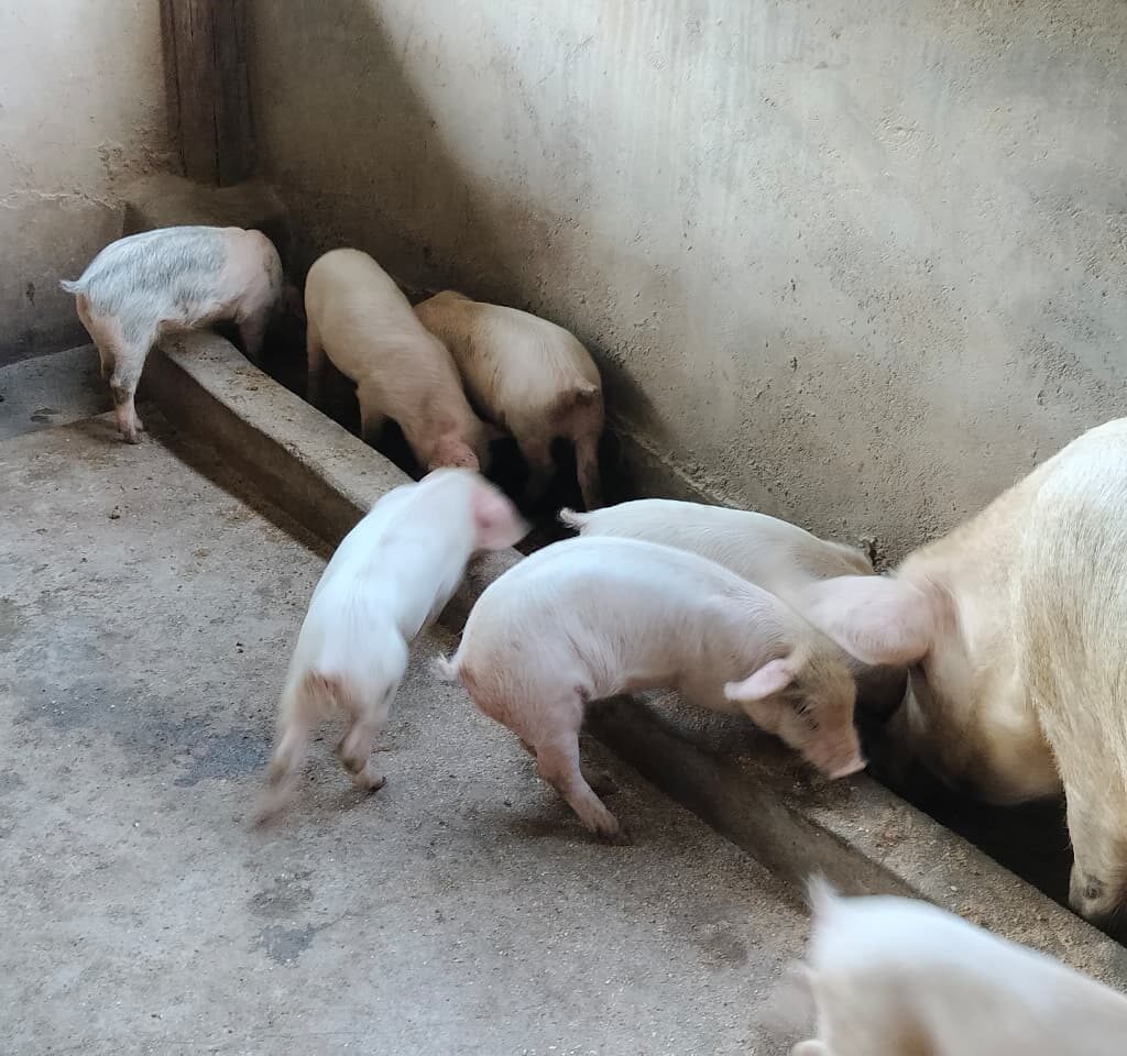 WhatsApp Image 2026-01-13 at 12.00.05 PM (1)