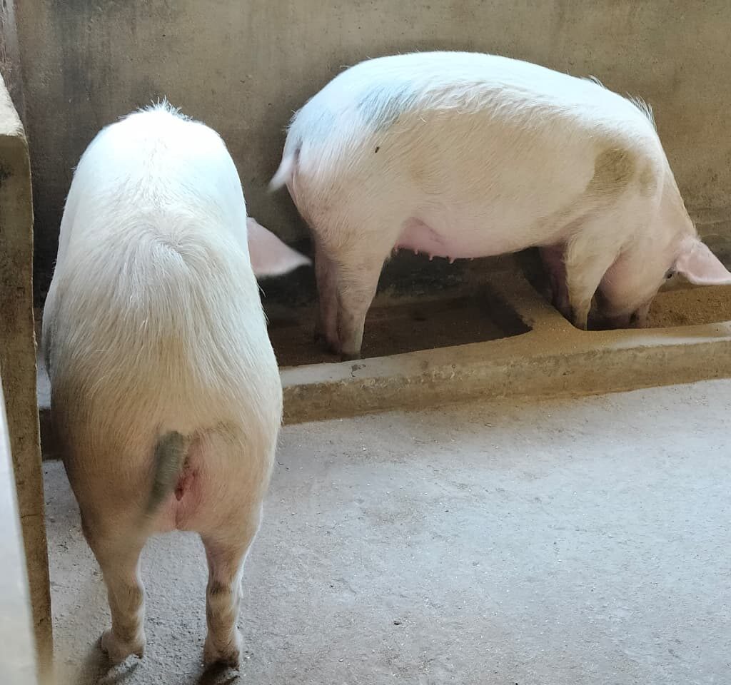 WhatsApp Image 2026-01-13 at 12.00.05 PM