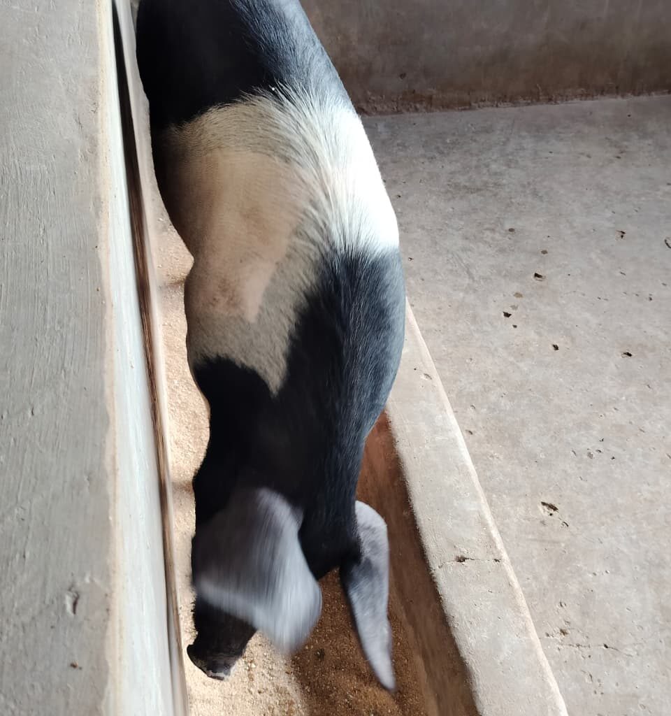 WhatsApp Image 2026-01-13 at 12.00.06 PM (1)