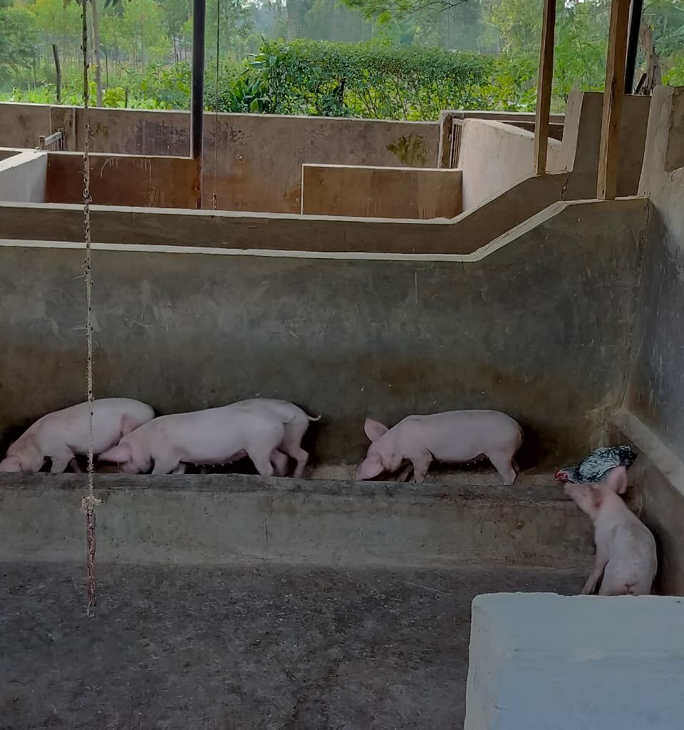 Pig farming Urban farm